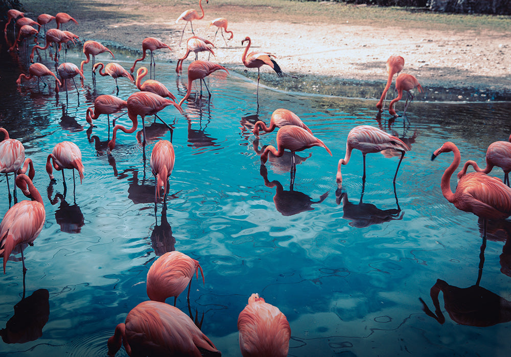 Las Coloradas + Río Lagartos